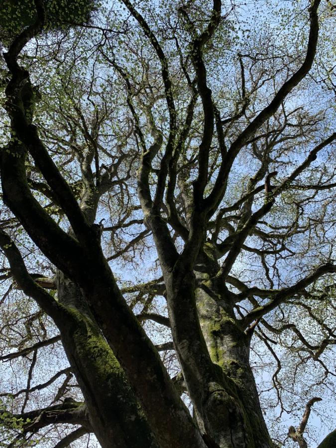 Gite " Oree Des Bois" Vertolaye Bagian luar foto