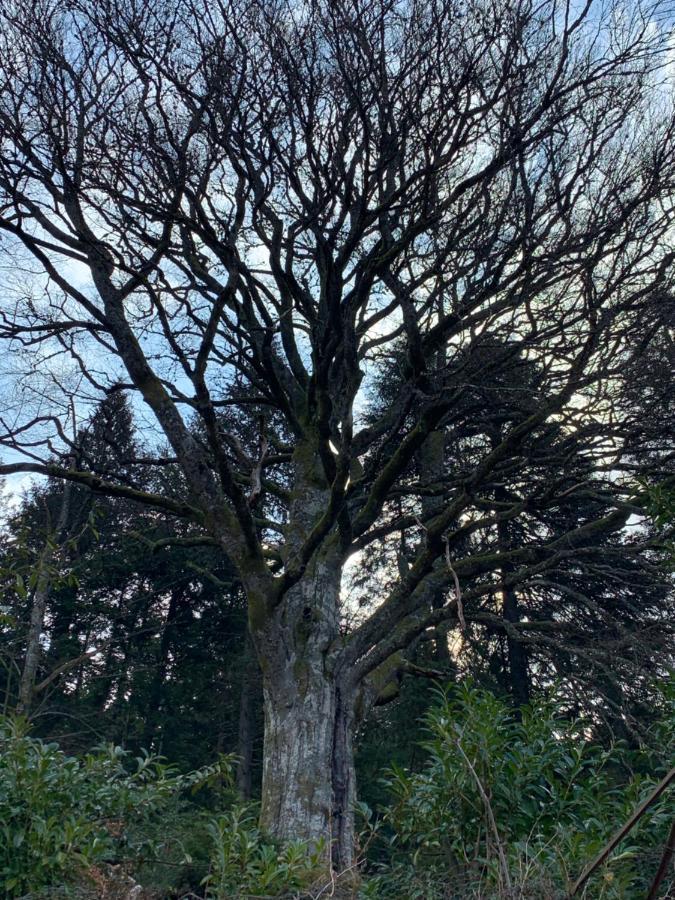 Gite " Oree Des Bois" Vertolaye Bagian luar foto