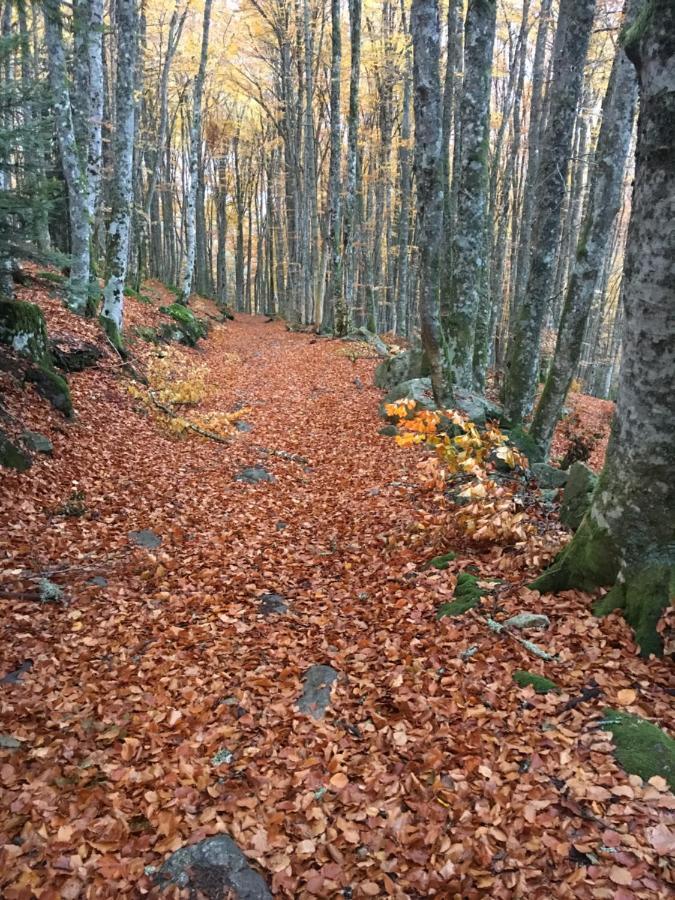 Gite " Oree Des Bois" Vertolaye Bagian luar foto