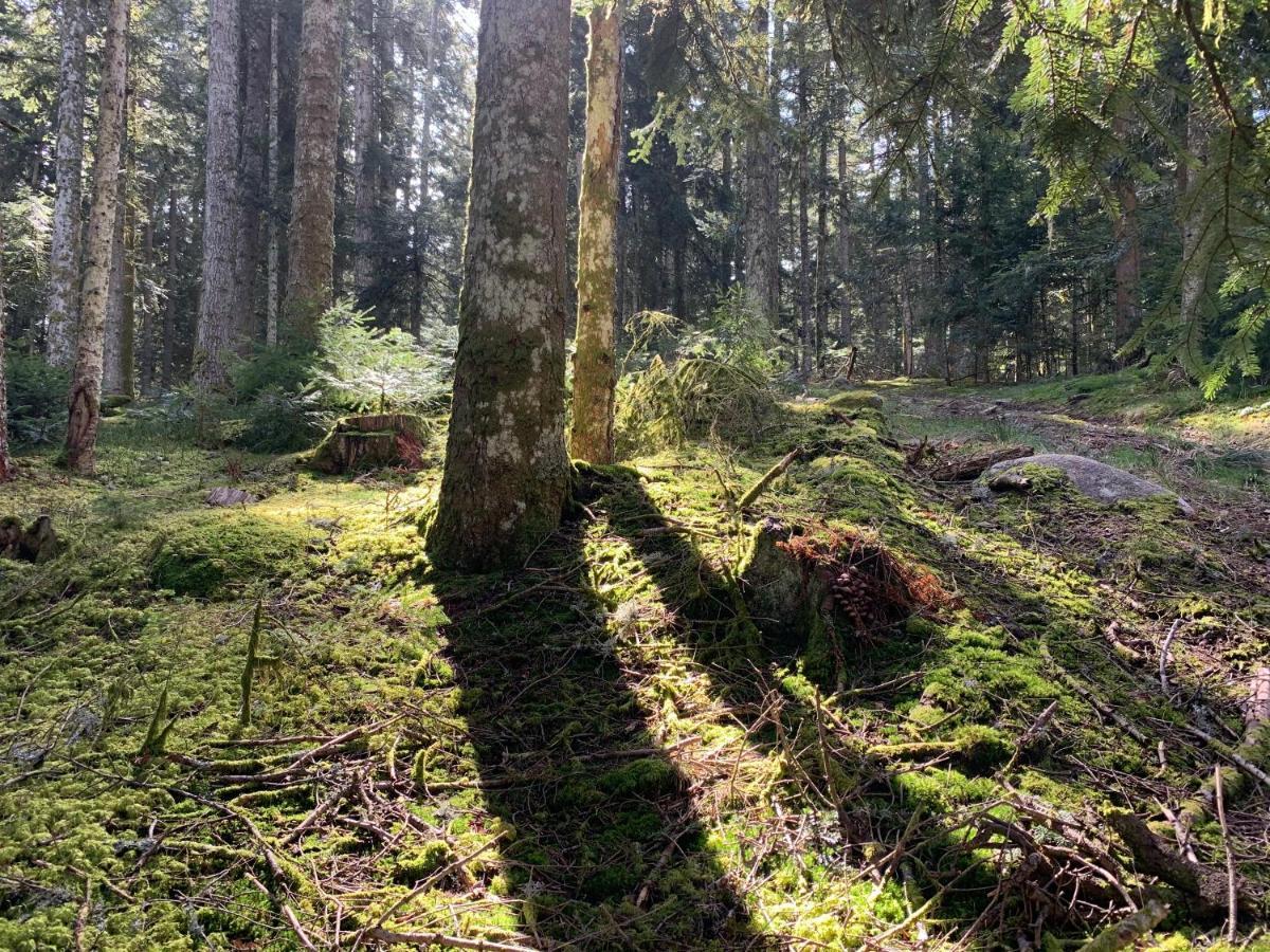 Gite " Oree Des Bois" Vertolaye Bagian luar foto