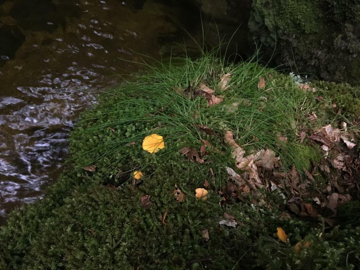 Gite " Oree Des Bois" Vertolaye Bagian luar foto